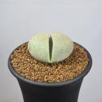  Play мужской pillow s*. шар 7.5cm горшок 