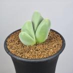 gibaeum*tispa- нет соотношение шар 7.5cm горшок 