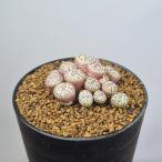 konofitsum* Minimum wite bell gense7.5cm горшок 