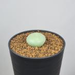 konofitsum*f Rav mo luna tsumSB1117 big green buttons, Animub 7.5cm горшок 