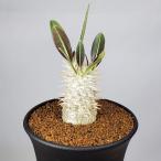 パキポディウム・伊藤ハイブリッド  9cm鉢