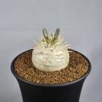 パキポディウム・エブルネウム