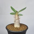 パキポディウム・マカイエンセ7.5cm鉢