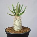 pakipotium*gla сверло s( реальный сырой ) 9cm горшок 