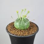  You fo рубин a* шероховатость da7.5cm горшок 