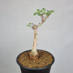 パキコルムス・ディスカラー 象の木 7.5cm鉢