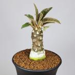 ドルステニア・フォエチダ  9cm鉢