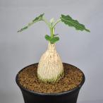mate редкость *si черный filler 9cm горшок 