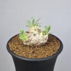 o тонн na* retro rusa7.5cm горшок 