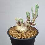 フィロボルス・テヌイフロルス (実