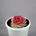 センペルビウム・ギャラクシースター  7.5cm鉢