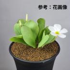  oxalis * моно filler 9cm горшок 