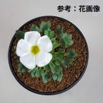  oxalis * - oruchioites9cm горшок 