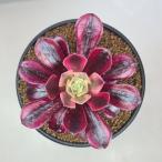 アエオニウム・メデューサ  9cm鉢