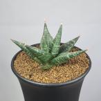  солнечный sebe задний * черный бриллиант 9cm горшок 