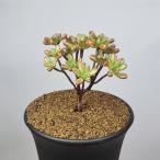 aeonium* маленький человек. праздник 9cm горшок 