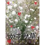  опция товар![ белый гипсофила ]* букет & организовать &. цветок * и т.п. пара делать кроме того, объем выше *