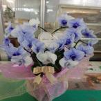  неожиданный . бабочка орхидея. подарок когда вид * цвет и т.п. магазин . все оставив решение кому-то другому ... person . рекомендация.,... бабочка орхидея . низкий по цене доставляем!