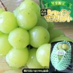 ショッピングシャインマスカット 青森県産 【ぶどう シャインマスカット 1房500g前後】贈答用 送料無料 種無し マスカット お歳暮 ギフト[※産地直送のため同梱不可]
