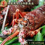  свежий .. Tama . доставка [ Исэ город море . комплект примерно 330g передний и задний (до и после) (1-2 хвост )] бесплатная доставка Исэ город ... premium лангуст специальный отбор подарок [* обычная температура рейс ][* производство изначальный .. прямая поставка от производителя ]