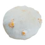 ( для бизнеса рефрижератор хлеб ткань ).... сыр. .... Франция хлеб 150g x 36 штук 