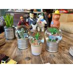 ダルトン　プランツ　ウォーターグローブ　（3個セット）　サボテン　カクタス　アガベ　スノードーム　スノーグローブ