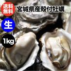 牡蠣  1kg 殻付き牡蠣 宮城県産 送料無料 生牡蠣 BBQ アヒージョ