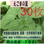 えごま　特別栽培農産物 　ハーブ　無農薬　西日本　岡山県産　旬野菜