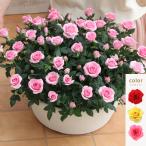  мини роза растение в горшке подарок красный желтый розовый .... день рождения праздник . цветок 4 сезон .. eko ro* one da полный 