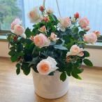 ショッピング花 母の日 ラブリーモア ミニバラ 鉢植え ギフト ピンク 誕生日 お祝い 母  花 四季咲き