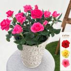 ミニバラ 鉢植え ギフト 赤 黄 ピンク 誕生日 お祝い 母 花 四季咲き 幸福の鉢 オリーブ柄6号