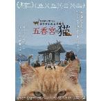  фильм рекламная листовка |.... кошка ...... ..(. рисовое поле мир . постановка )