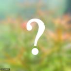 ( водоросли ) случайный средний ..3 вида комплект ( подводный лист )( нет пестициды )(1 упаковка )