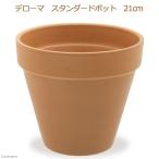 多肉植物デローマスタンダードポット...