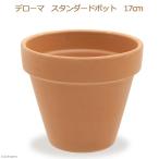 多肉植物デローマスタンダードポット...