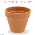  суккулентное растение te Rome стандартный pot 13cm. Ran кактус .... терракота 