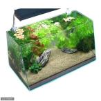 ( водоросли ) водоросли введение комплект 60cm аквариум для 10 вид способ гора камень ML размер 2 шт есть (1 упаковка ) Хонсю Сикоку ограничение 