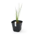 （ビオトープ）水生植物　クログワイ（１ポット）　湿性植物