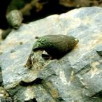 ( креветка *.) кожа Nina (5 шт )(+2 сломан дополнение )