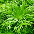 ( водоросли )ja Ian toto Nina ( подводный лист )( нет пестициды )( 2 шт )