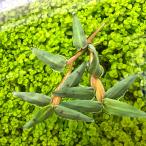 ( отходит .)hi Glo Leeza есть стартер ( нет пестициды )(5 АО )