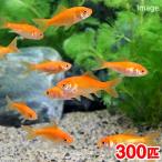 （国産金魚）生餌　小赤　エサ用金魚　大和郡山産（３００匹）　エサ金　餌金　活餌