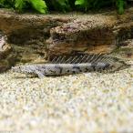 ( тропическая рыба ) поли pterus* Endlicheri * Endlicheri S размер ( местного производства bleed )(1 шт ) Hokkaido * Kyushu авиапочта необходимо теплоизоляция 