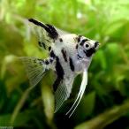 ( тропическая рыба ) золотой мрамор *enzeru рыба ( местного производства bleed )(3 шт ) Hokkaido * Kyushu авиапочта необходимо теплоизоляция 