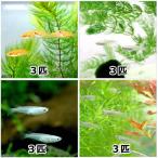 (めだか)メダカ初心者セット(楊・青・白・黒)各3匹(12匹)