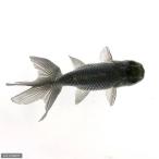 (国産金魚)青秋錦 深見養魚場産(1匹)