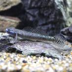 ( тропическая рыба ) Conte li bow z - ze(1 шт ) Hokkaido * Kyushu авиапочта необходимо теплоизоляция 