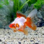 ( местного производства золотая рыбка ).. Ryuukin flat .. рыба место производство (3 шт )