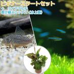 ビギナースタートセットグリーンネオ...