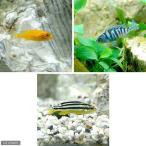 ( тропическая рыба )m бук 3 вид Mix B комплект (9 шт )( разнообразные 3 шт ) Hokkaido * Kyushu авиапочта необходимо теплоизоляция 